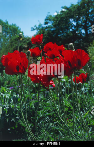 Papaver orientale Goliath Group 'Beauty of Livermere', vivid red flowers on tall stems, and green leaves, close-up Stock Photo
