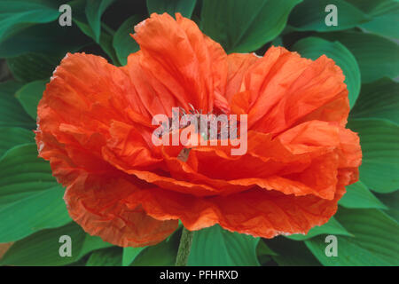 Papaver orientale 'Orange Glow', flower head, and green leaves, close-up Stock Photo