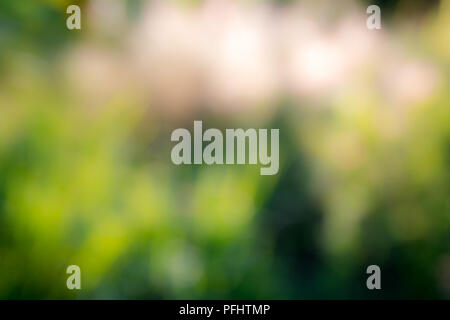 Sunny abstract green nature background, selective focus Stock Photo