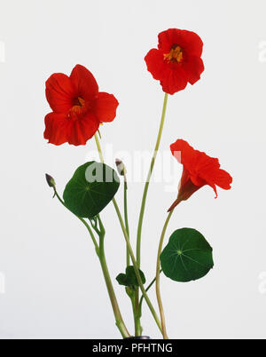 Nasturtium, Tropaeolum majus, two buds and three red trumpet flowers with yellow centres on stems, large round leaves, front view. Stock Photo