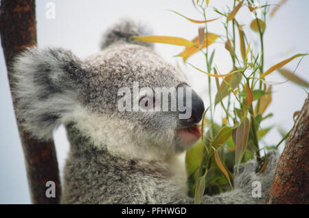 Kuala bear clinging to a branch, mouth open, close up Stock Photo