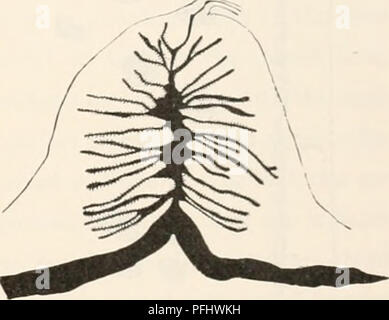 This segment of the Danish Ingolf Expedition (1895-1896) focuses on the marine species Edwardsia tuberculata and Edwardsia longicornis found in the Arctic Ocean. The documentation includes detailed descriptions of reproductive systems and physical features of these marine organisms. Stock Photo