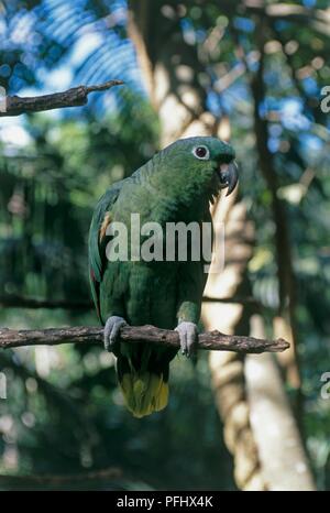 Costa Rica, Zoo Avenue Wildlife Conservation Park, Mealy Parrot (Amazona farinosa) perching on branch Stock Photo