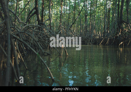 Central America, Costa Rica, Southern Zone, Reserva Forestal del Humedad Nacional Terraba-Sierpe, exposed roots in mangrove swamp Stock Photo