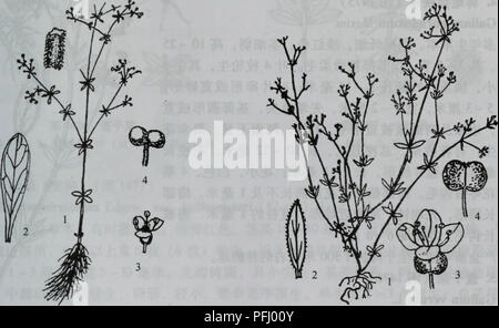 Galium Trifidum L Stock Photo Alamy