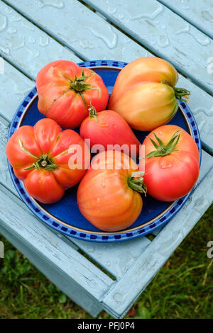 Homegrown tomatoes of various shapes on blue plate on wooden table in garden UK Stock Photo