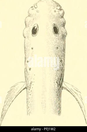 . The Danish Ingolf-expedition. Marine animals -- Arctic regions; Scientific expeditions; Arctic regions. 52 LYCODIN.^. and a half times tlie diameter of the eye. The lenoth of the snout to the eye, is not quite 3' , times in the whole lenji^th of the head. The lower jaw extends almost as far forward as the upper, whose posterior angle lies under the anterior third of the eye. The lips are tolerably fleshy. The teeth are small and pointed, placed as usual on the intermaxillary, palatal, vomer and mandible. The grooves for the pores of the lateral line are in parts considerable and very deep, s Stock Photo