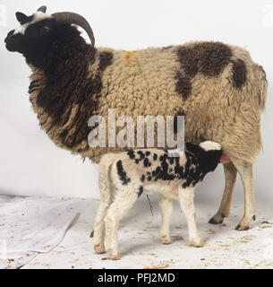 Standing Jacob Sheep (Ovis aries) suckling Lamb, side view Stock Photo