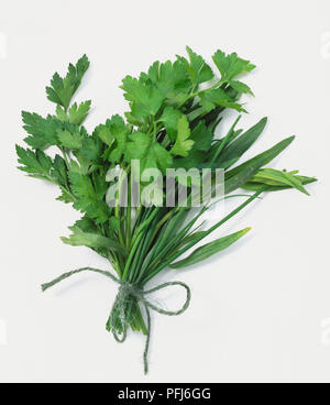 Flat leaf parsely and bay leaf sprigs in a bouquet garni, close up. Stock Photo