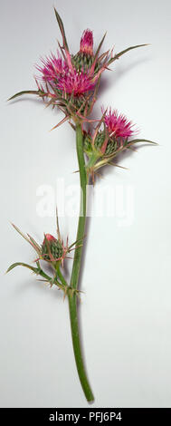 Notobasis syriaca, syrian thistle green stem with pink flowers long purple florets and stiff spines. Stock Photo