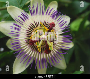 Passion Flower (Passiflora caerulea), single flower, white petals overlaid by crown of purple-white filaments topped by five green stamens and trio of red pistils, green leaves in background, close-up Stock Photo