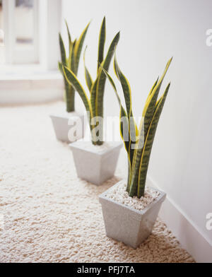 Mother-in-Law's-Tongue (Sansevieria trifasciata), three plants with long slender green-yellow leaves, in square white ceramic pots filled with white pebbles, standing on white carpet Stock Photo
