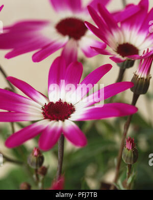 Florists' Cineraria (Pericallis hybrida), flowers, fully open, half open and closed, daisy-like petals, purple turning white towards center, close-up Stock Photo