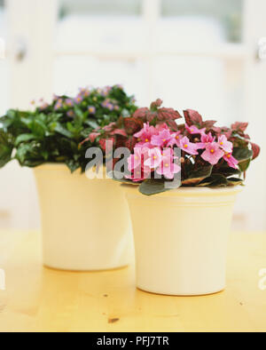 Saintpaulia (African Violet) and Exacum affine (Persian Violet) in small white plant pots, close-up Stock Photo