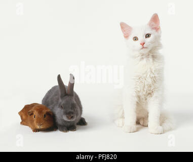 Guinea pig and grey rabbit, huddled together, next to white kitten, front view Stock Photo