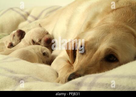 Three newborn Labrador puppies sleeping with mother on wool blanket Stock Photo