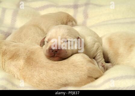 Three newborn Labrador puppies sleeping together on wool blanket, close-up Stock Photo