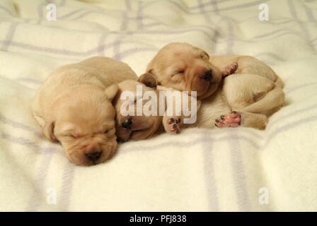 Three newborn Labrador puppies sleeping on wool blanket Stock Photo