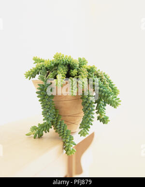 Sedum morganianum, Donkey's tail plant, potted chunky succulent hanging in grey strands, side view.