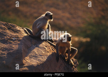 Two Langurs or Hanuman Monkeys (Semnopithecus entellus) sitting on rock overlooking valley, side view. Stock Photo