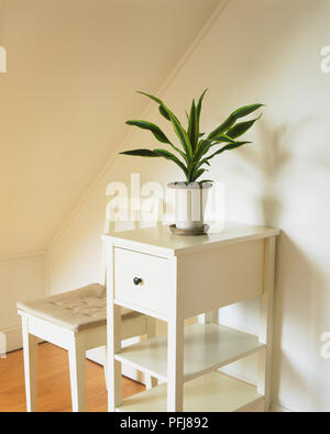 Dracaena fragrans Deremensis Group 'Lemon and Lime', Madagascar Dragon Tree growing in ceramic pot on small white shelving unit. Stock Photo