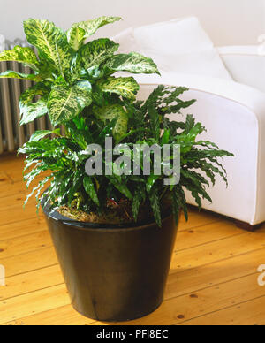 Calathea 'Blue Grass', Peacock Plant and Dieffenbachia seguine 'Saturn', Dumb Cane growing in large ceramic pot standing on living room floor. Stock Photo