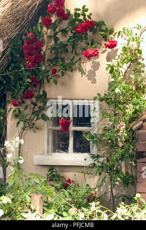 Red and white roses growing on wall of thatched cottage Stock Photo