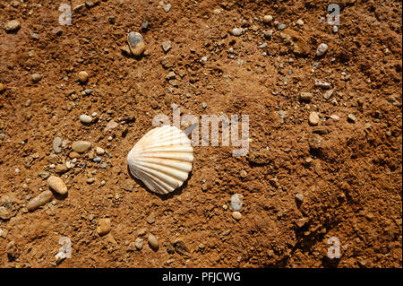 single shell in rocky beach in South Devon England UK Stock Photo