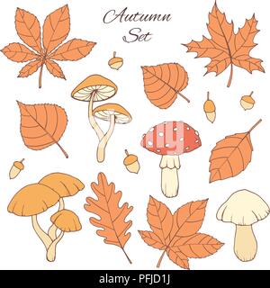 Hand drawn vector autumn set with oak, poplar, beech, maple, aspen and horse chestnut leaves, acorns and mushrooms isolated on the white background. F Stock Vector