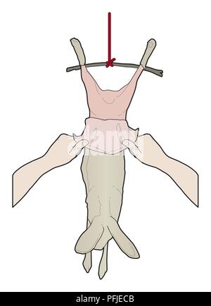 Skinning a rabbit Stock Photo - Alamy