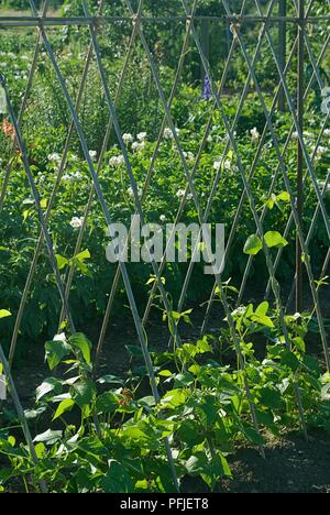 Runner beans growing on a wigwam, close-up Stock Photo