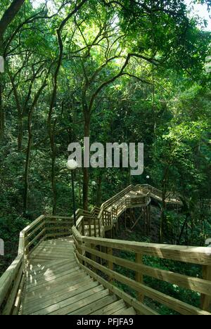 Puerto Rico, Parque de las Cavernas de Rio Camuy (Rio Camuy Cave Park), pedestrian walkway through forest Stock Photo
