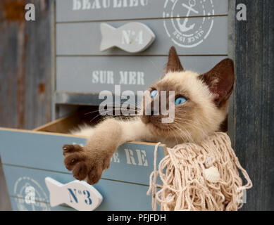 siamese kitten, thai, 10 weeks old, lying in a drawer of a cabinet Stock Photo