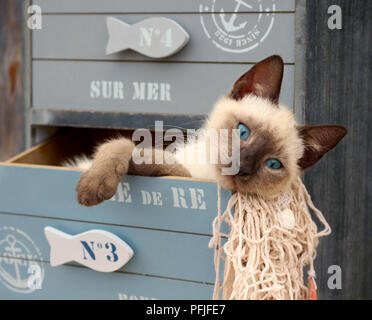 siamese kitten, thai, 10 weeks old, lying in a drawer of a cabinet Stock Photo