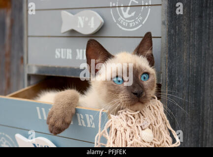 siamese kitten, thai, 10 weeks old, lying in a drawer of a cabinet Stock Photo
