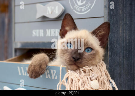 siamese kitten, thai, 10 weeks old, lying in a drawer of a cabinet Stock Photo