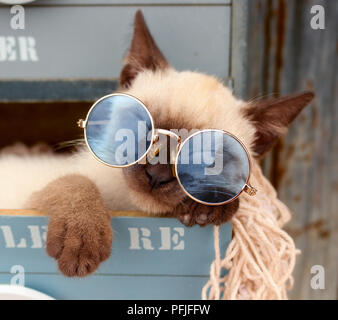 siamese kitten, thai, 10 weeks old, lying in a drawer of a cabinet, sleeping with sun glasses Stock Photo