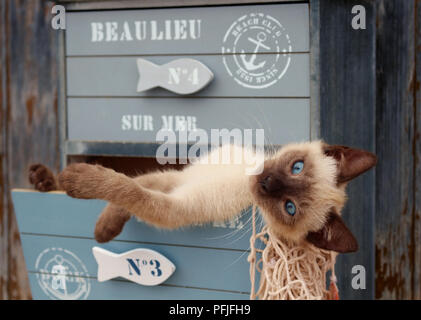 siamese kitten, thai, 10 weeks old, lying in a drawer of a cabinet Stock Photo
