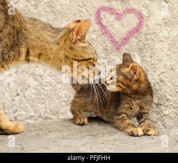 domestic cat and kitten Stock Photo