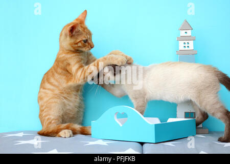 two kittens, ginger and siamese, playing Stock Photo