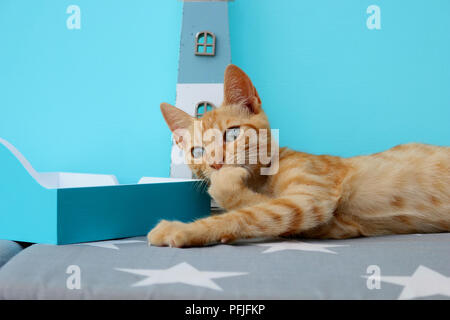 young domestic cat, ginger, 3 month old Stock Photo