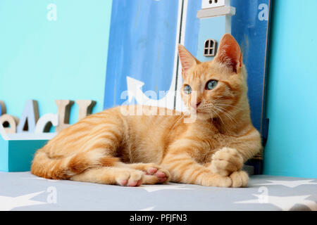 young domestic cat, ginger, 3 month old Stock Photo