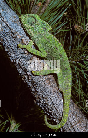 Common Chameleon or Mediterranean Chameleon (Chamaeleo chamaeleon) on a pine branch. Southern Spain. Europe. Stock Photo