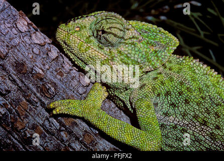 Common Chameleon or Mediterranean Chameleon (Chamaeleo chamaeleon) on a pine branch. Southern Spain. Europe. Stock Photo