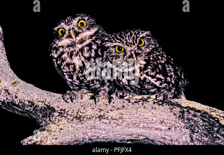 Little owls (Athene noctua) on a tree at night. Southern Spain. Europe Stock Photo