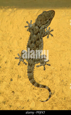 Salamanquesa (Tarentola mauritanica) on a wall. Southern Spain. Europe Stock Photo