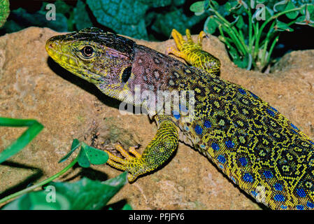 Ocellated lizard (Timon lepidus or Lacerta lepida). Southern Spain. Europe Stock Photo