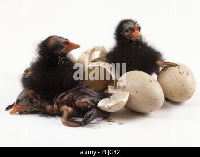 Moorhen chicks with eggs and egg shells Stock Photo