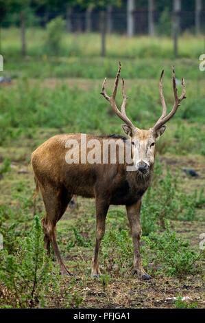 Estonia, Tallinn, elk in zoo Stock Photo