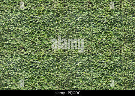 Green  leaf wall. Seamless Endless pattern Stock Photo